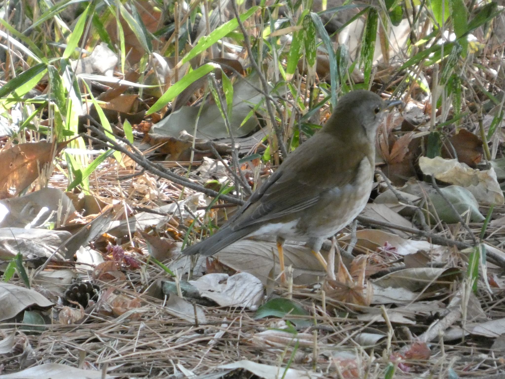 Turdus pallidus02